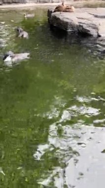 Wonderful penguin. Vertical video for social media. The world of animals. Relaxing stock video footage.