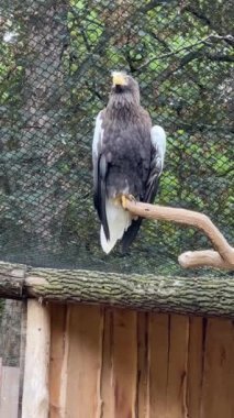 Steller's sea-eagle. The heaviest eagle in the world. Vertical video for social media. Relaxing stock video footage.