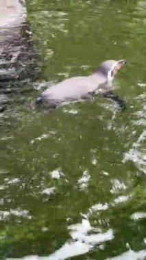 Wonderful penguin. Vertical video for social media. The world of animals. Relaxing stock video footage.