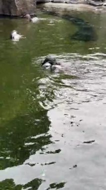 Wonderful penguin. Vertical video for social media. The world of animals. Relaxing stock video footage.