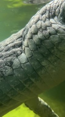 Yakın plan timsah derisi. Gharial açık gözlerle yüzer. Timsah gözü. Dikey video. Stok görüntüleri.