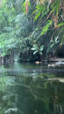 Gharial swims with open eyes. Crocodile eye. Vertical video for social media. The world of animals. Relaxing stock video footage.