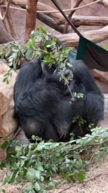 Goril yer ve bakar. Gorillerin yakın çekimi. Goril bakışı. Dikey video. Video görüntülerini stokla.