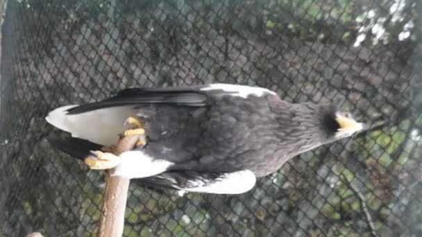 Steller Sea Eagle Heaviest Eagle World Vertical Video Social Media — стоковое видео