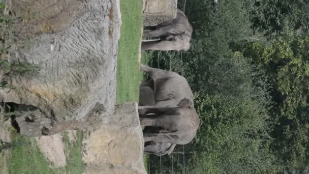 Elephants Enjoy Summer Day Vertical Video Social Media Relaxing Stock — Vídeos de Stock