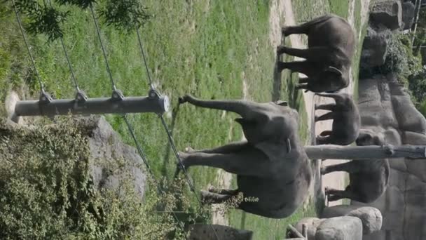 Elephants Enjoy Summer Day Vertical Video Social Media Relaxing Stock — Vídeo de stock