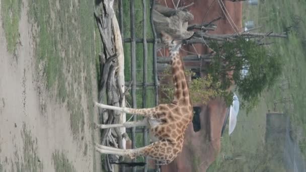 Giraffe Almost Always Stands Sleeps Very Little Vertical Video Social — Stockvideo