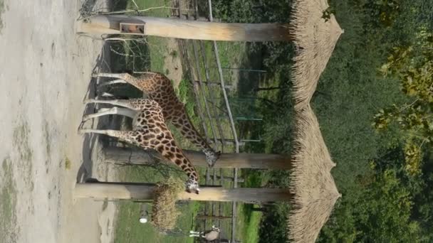 Giraffe Almost Always Stands Sleeps Very Little Vertical Video Social — Wideo stockowe