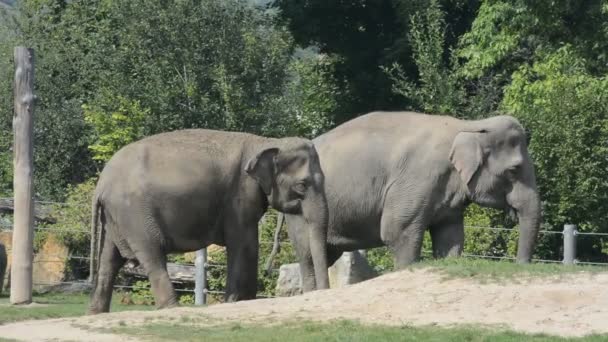 Elephants Enjoy Summer Day World Animals Relaxing Stock Video Footage — Stock video