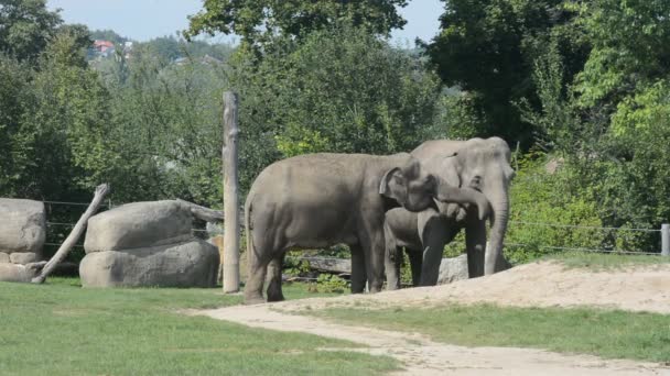 Elephants Enjoy Summer Day World Animals Relaxing Stock Video Footage — стоковое видео