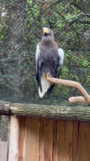 Steller Sea Eagle Heaviest Eagle World Vertical Video Social Media — Αρχείο Βίντεο
