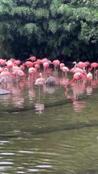Beautiful Flamingos Pond Sunny Day Vertical Video Social Media World — 비디오