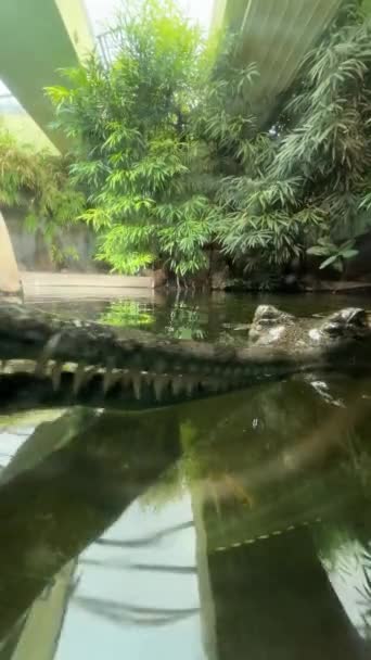 Gharial Swims Open Eyes Crocodile Eye Vertical Video Stock Video — Stockvideo