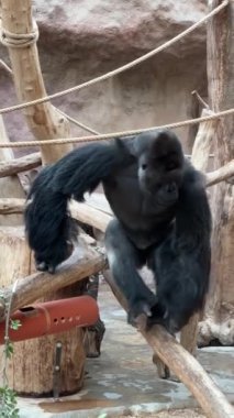 Gorilla eats and looks. Gorilla eyes. Gorilla close-up. Gorilla look. The world of animals. Vertical video for social media.