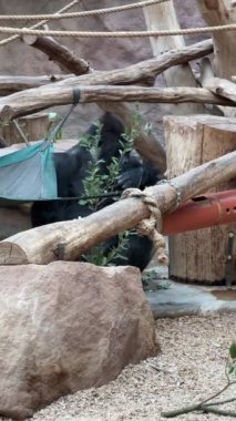 Gorilla eats and looks. Gorilla eyes. Gorilla close-up. Gorilla look. The world of animals. Vertical video for social media.