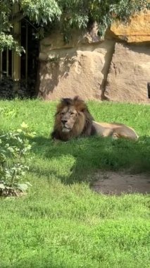 The lion is the king of beasts. Vertical video for social media. The world of animals. Relaxing stock video footage.