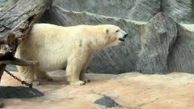 A powerful and beautiful polar bear. The gaze of a polar bear. Face to face with a polar bear. The world of animals. Relaxing stock video footage.