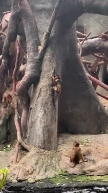 Southern pig-tailed macaque. Big family of monkeys. Vertical video for social media. Relaxing stock video footage.