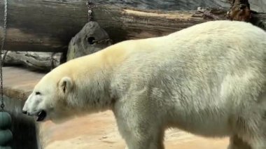 A powerful and beautiful polar bear. The gaze of a polar bear. Face to face with a polar bear. The world of animals. Relaxing stock video footage.
