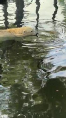 Polar bear taking a bath. Entertainment and enjoyment. Polar bear lies in the water and enjoys. Fun and pleasure. The world of animals. Relaxing stock video footage. Vertical video for social media.