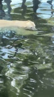 Polar bear. The world of animals. Vertical video for social media.