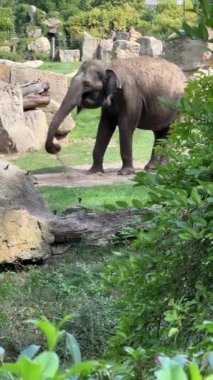 Elephants enjoy a summer day. Vertical video for social media. Relaxing stock video footage.