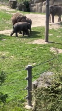 Elephants enjoy a summer day. Vertical video for social media.