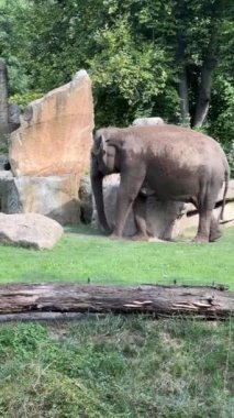 Elephants enjoy a summer day. Vertical video for social media. Relaxing stock video footage.