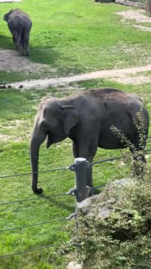Elephants enjoy a summer day. Vertical video for social media. Relaxing stock video footage.