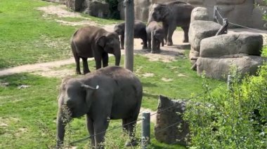 Elephants enjoy a summer day. The world of animals. Relaxing stock video footage.