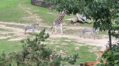 Giraffe almost always stands and sleeps very little. The world of animals. Relaxing stock video footage.