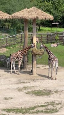 Giraffe almost always stands and sleeps very little. Vertical video for social media. Relaxing stock video footage.