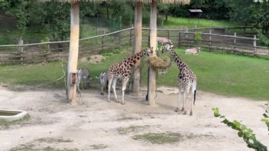 Giraffe almost always stands and sleeps very little. The world of animals. Relaxing stock video footage.