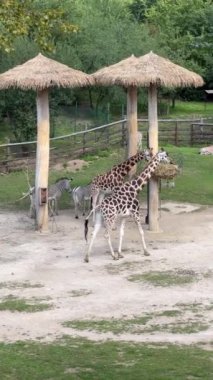 Giraffe almost always stands and sleeps very little. Vertical video for social media. Relaxing stock video footage.