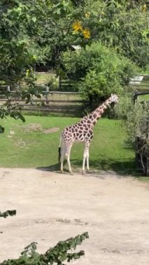 Giraffe almost always stands and sleeps very little. Vertical video for social media. Relaxing stock video footage.