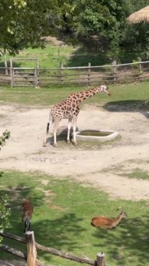 Giraffe almost always stands and sleeps very little. Vertical video for social media. Relaxing stock video footage.