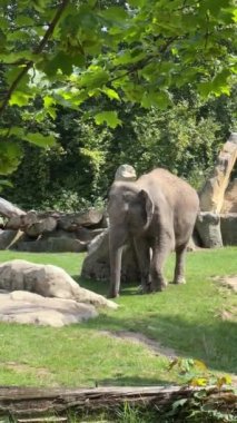 Elephants enjoy a summer day. Vertical video for social media. Relaxing stock video footage.