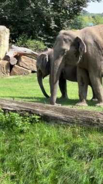 Elephants enjoy a summer day. Vertical video for social media. Relaxing stock video footage.