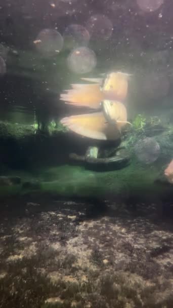 漂亮得惊人的鱼 漂亮的鱼在水下游泳 库存视频镜头 — 图库视频影像