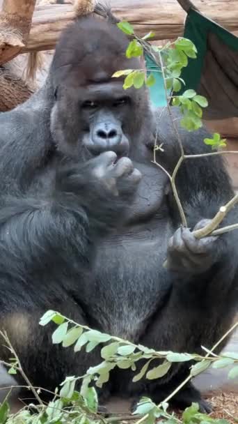 Portret Van Een Zilverrug Gorilla Macro Van Een Gorilla Verticale — Stockvideo