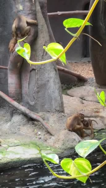 Southern Pig Tailed Macaque Big Family Monkeys Vertical Video Social — Stok video