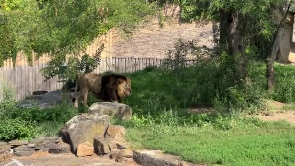 Powerful Beautiful Lion Walks Green Grass Roaring Calling Someone Lion — Vídeos de Stock