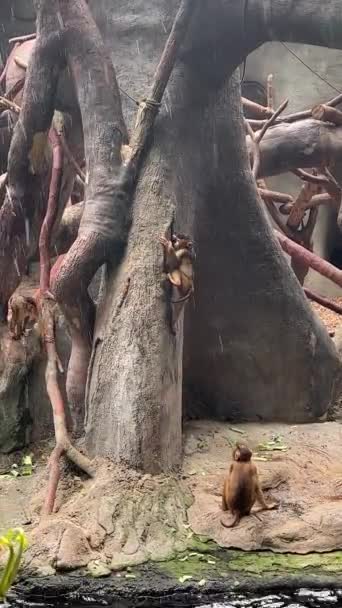 Southern Pig Tailed Macaque Big Family Monkeys Vertical Video Social — Stok video