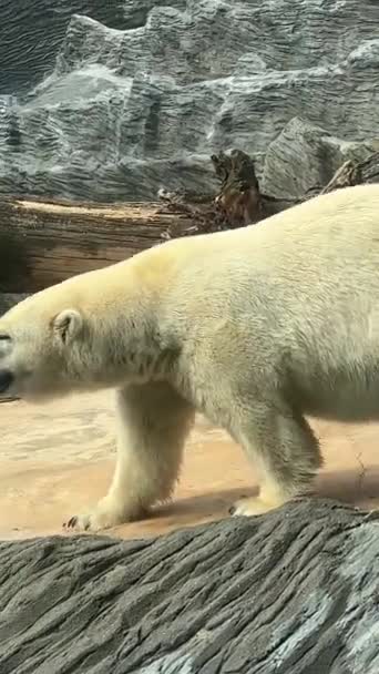 Powerful Beautiful Polar Bear Gaze Polar Bear Face Face Polar — Stockvideo