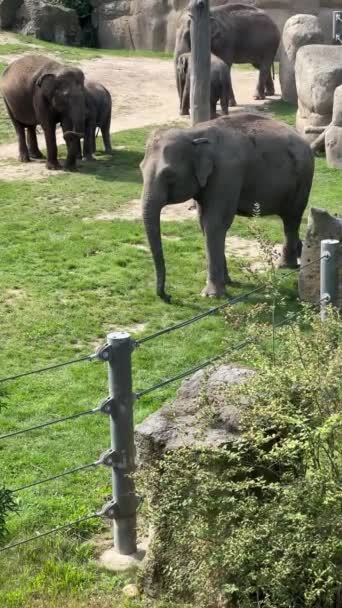 Elephants Enjoy Summer Day Vertical Video Social Media Relaxing Stock — Wideo stockowe