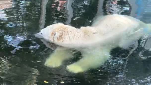Polar Bear Taking Bath Entertainment Enjoyment Polar Bear Lies Water — Stockvideo