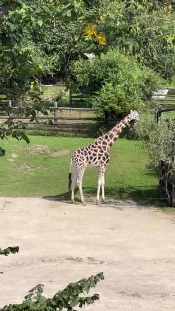Giraffe Almost Always Stands Sleeps Very Little Vertical Video Social — Stok video