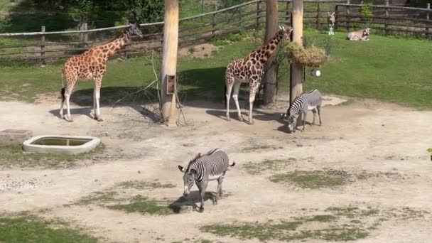 Giraffe Almost Always Stands Sleeps Very Little World Animals Relaxing — Wideo stockowe