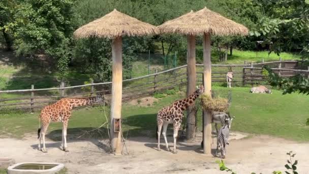 Giraffe Almost Always Stands Sleeps Very Little World Animals Relaxing — Stock Video