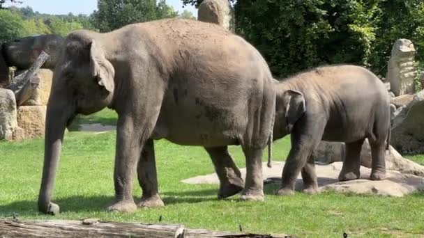 Elephants Enjoy Summer Day World Animals Relaxing Stock Video Footage — Stock Video